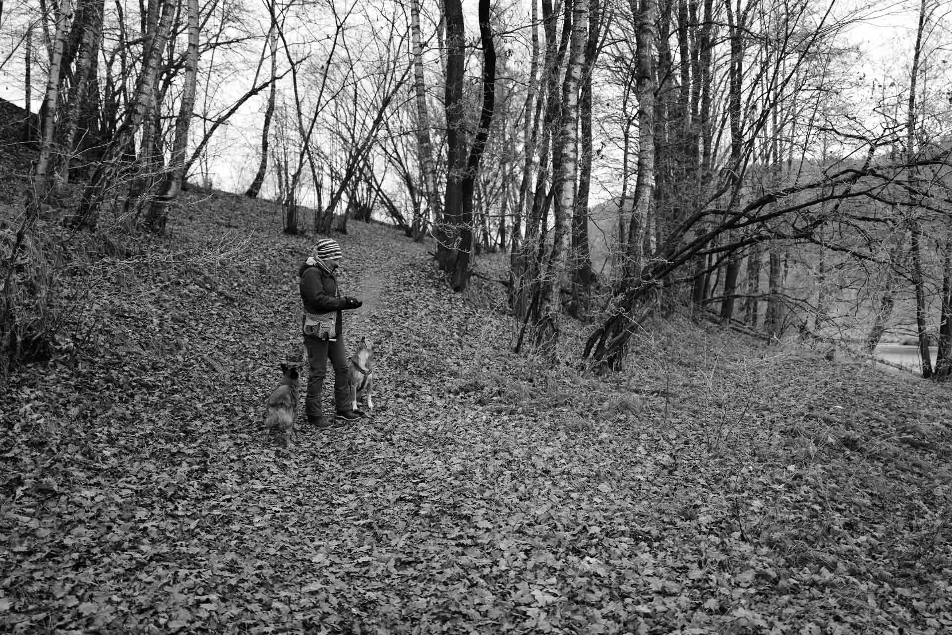 Hundespaziergang in einem kleinen Wäldchen