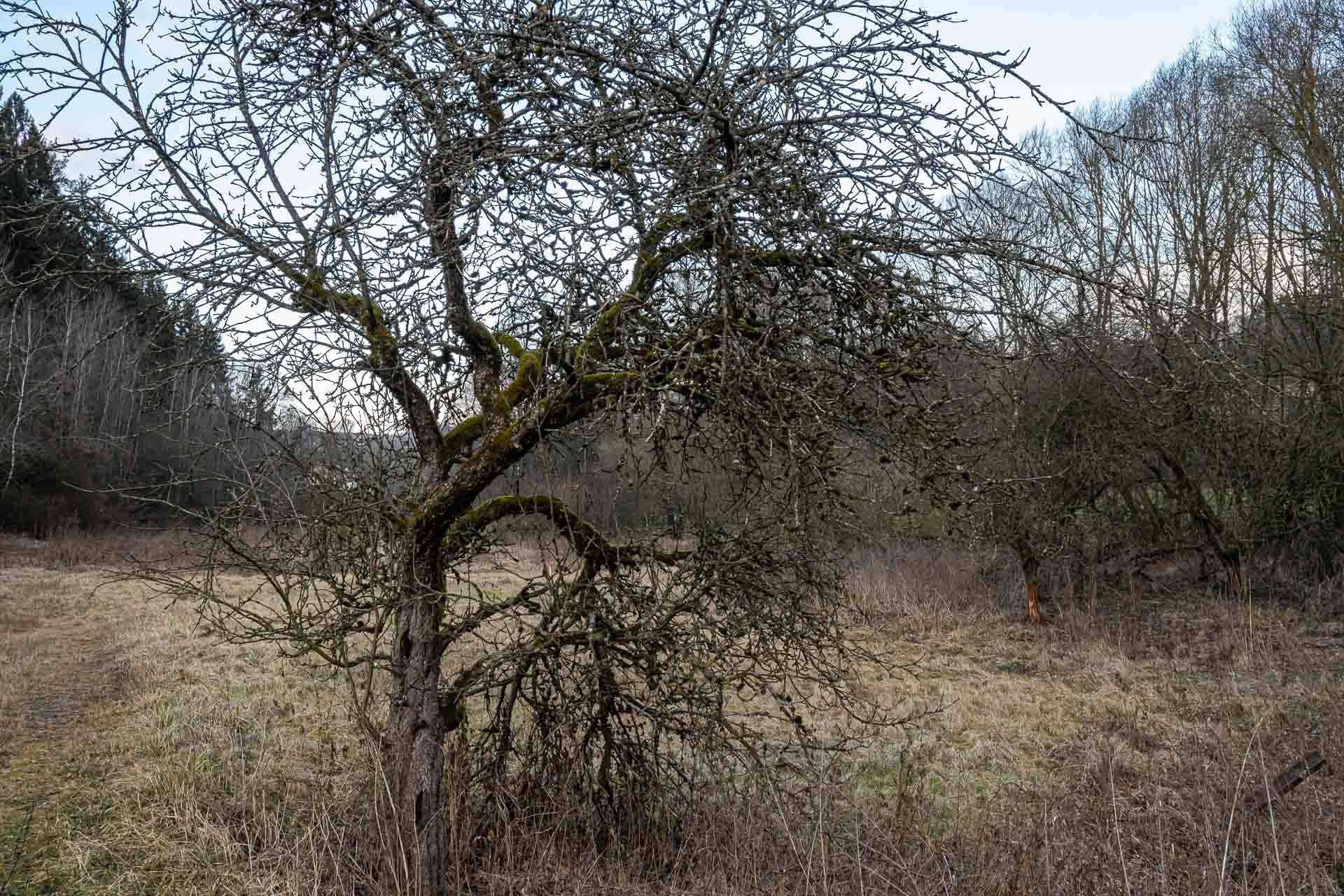 knorriger Obstbaum