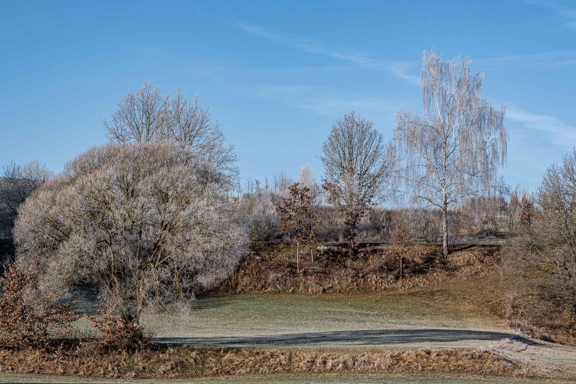 Rauhreif auf den Bäumen